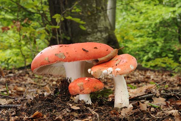 Gołąbek wymiotny (Russula emetica)