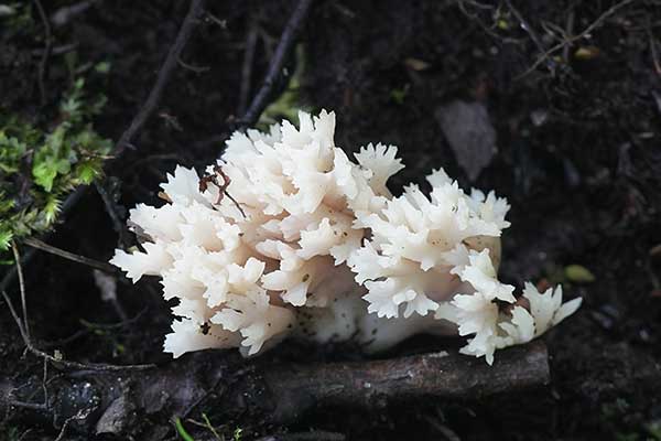 Goździeńczyk grzebieniasty (Clavulina cristata)