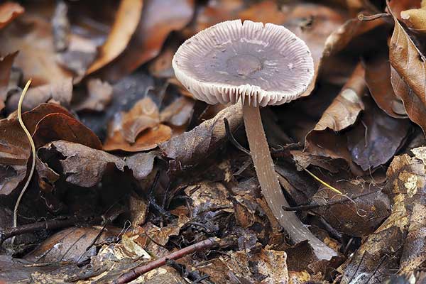 Grzybówka czysta, grzybówka fioletowa (Mycena pura)