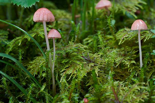 Grzybówka różowawa (Mycena rosella)