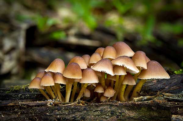 Grzybówka złototrzonowa (Mycena renati)