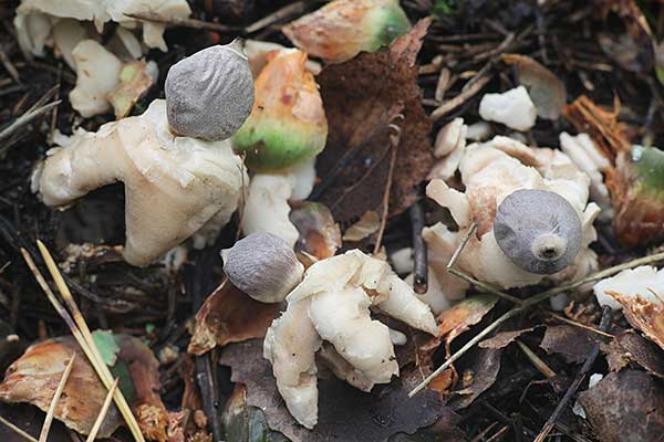 Gwiazdosz czteropromienny (Geastrum quadrifidum)