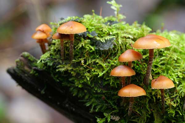 Hełmówka obrzeżona (Galerina marginata)