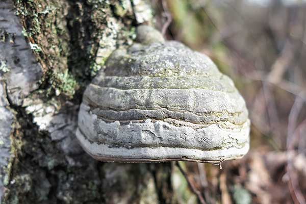 Hubiak pospolity (Fomes fomentarius)