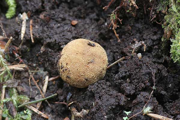 Jeleniak sarni (Elaphomyces granulatus)