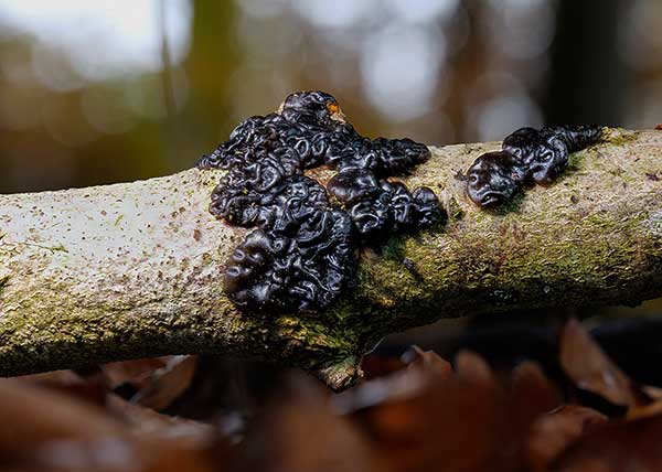 Kisielnica kędzierzawa, kisielec kędzierzawy (Exidia plana)