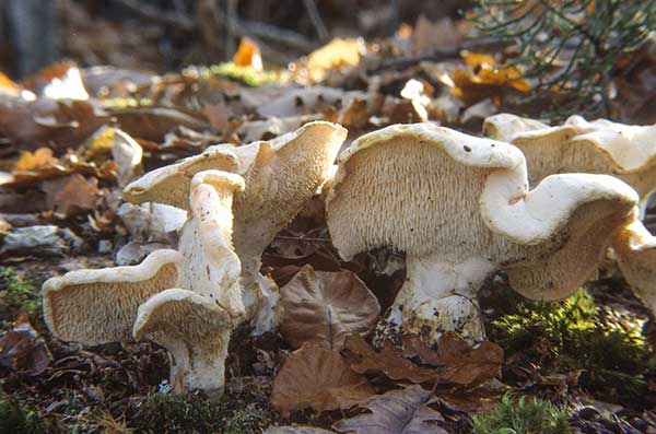 Kolczak obłączasty (Hydnum repandum)