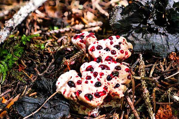 Kolczakówka kasztanowata (Hydnellum ferrugineum)