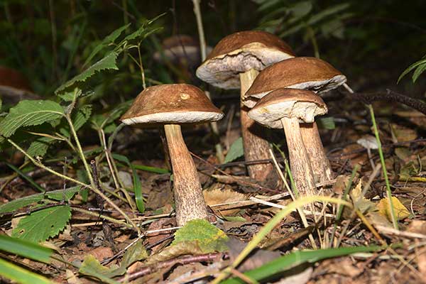 Koźlarz babka, kozak (Leccinum scabrum)