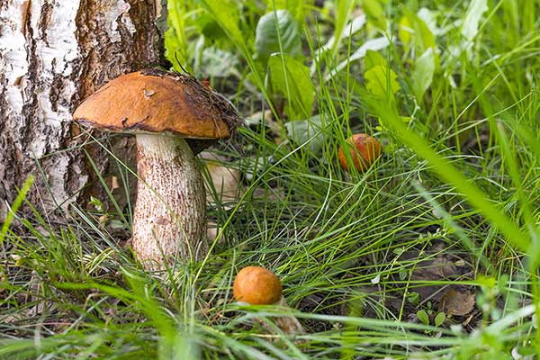 Koźlarz czerwony, kozak czerwony  (Leccinum aurantiacum)