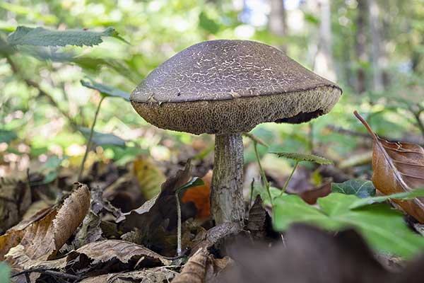 Koźlarz grabowy (Leccinum griseum)