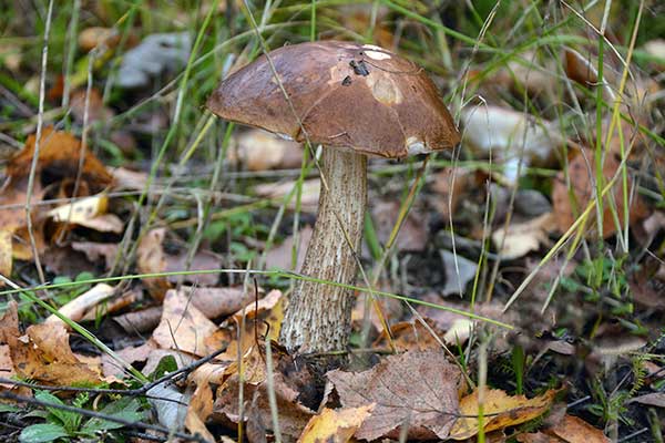 Koźlarz topolowy (Leccinum duriusculum)