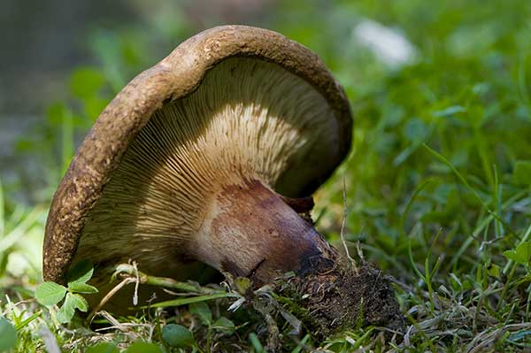 Krowiak podwinięty, olszówka (Paxillus involutus)