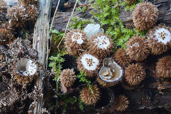 Kubek prążkowany (Cyathus striatus)