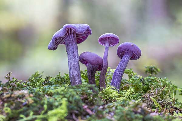 Lakówka ametystowa (Laccaria amethystina)