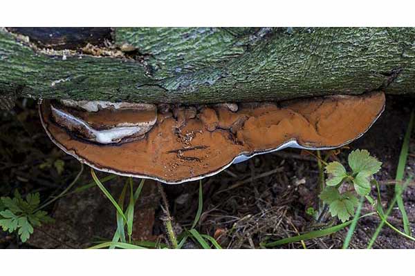 Lakownica europejska (Ganoderma adspersum)