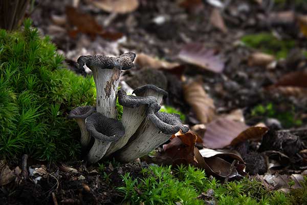 Lejkowiec dęty (Craterellus cornucopioides)