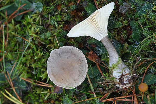 Lejkówka buławotrzonowa (Ampulloclitocybe clavipes)