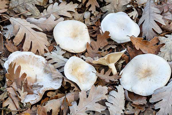 Lejkówka liściowa (Clitocybe phyllophila)