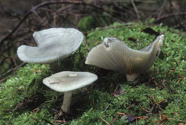 Lejkówka wonna, lejkówka zielonawa (Clitocybe odora)