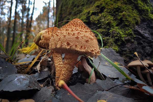 Łuskwiak nastroszony (Pholiota squarrosa)