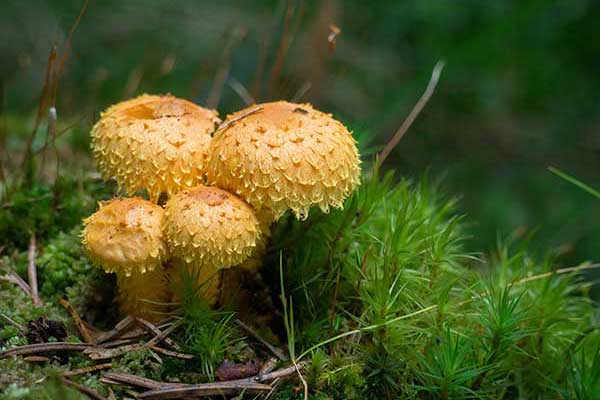 Łuskwiak ognisty (Pholiota flammans)