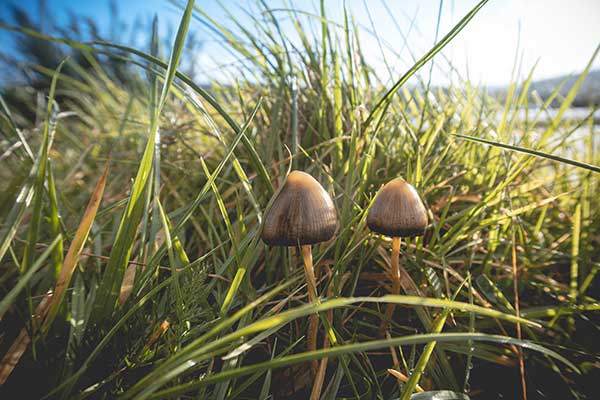 Łysiczka lancetowata (Psilocybe semilanceata)