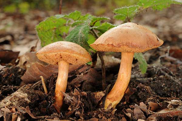 Maślaczek pieprzowy (Chalciporus piperatus)