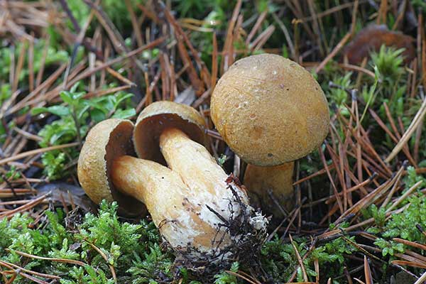 Maślak pstry (Suillus variegatus)