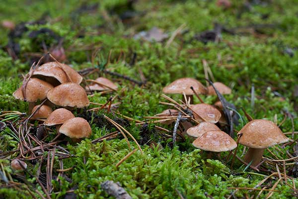 Maślak sitarz (Suillus bovinus)