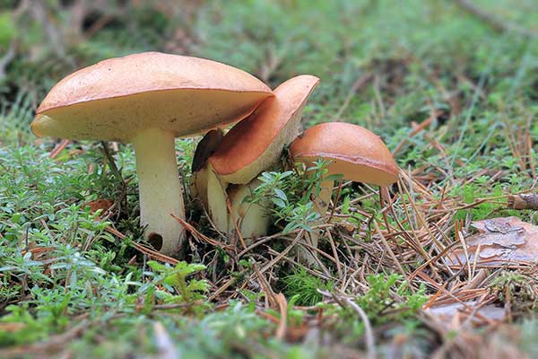 Maślak ziarnisty (Suillus granulatus)