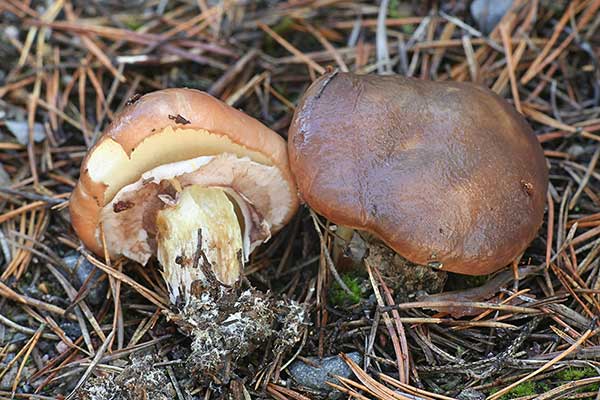 Maślak zwyczajny (Suillus luteus)