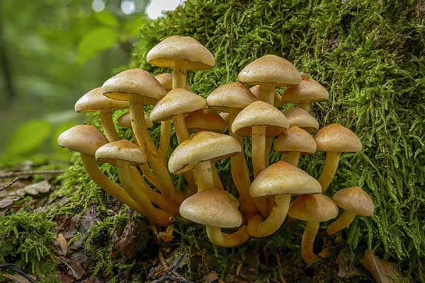 Maślanka wiązkowa (Hypholoma fasciculare)