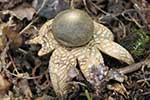 Diplocystidiaceae