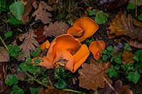 Pyronemataceae