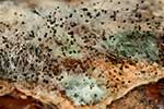 Rhizopodaceae