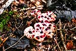 Thelephoraceae