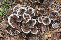 Chropiatka pospolita