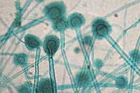Kropidlak Aspergillaceae