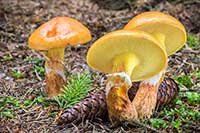 Maślak Boletaceae