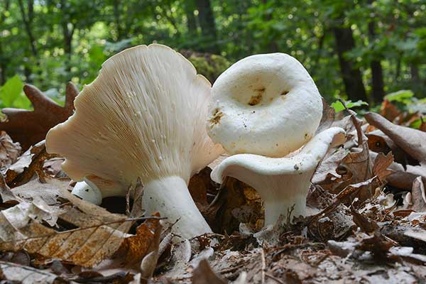 Mleczaj biel, mleczaj palący (Lactarius piperatus)