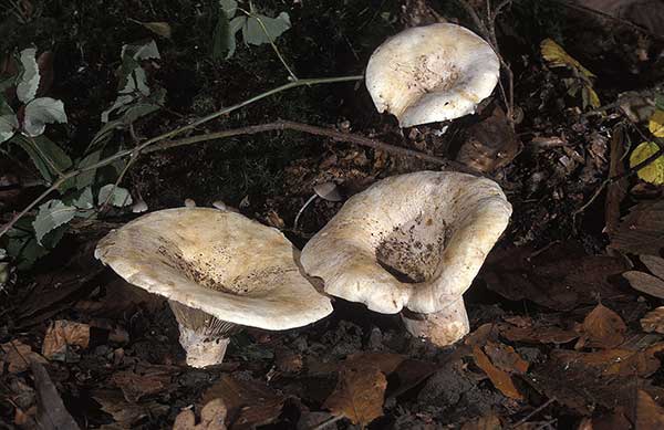 Mleczaj chrząstka (Lactarius vellereus)