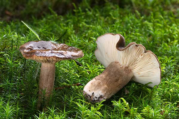 Mleczaj ciemny (Lactarius picinus)