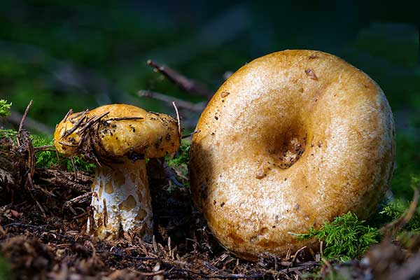 Mleczaj dołkowany (Lactarius scrobiculatus)