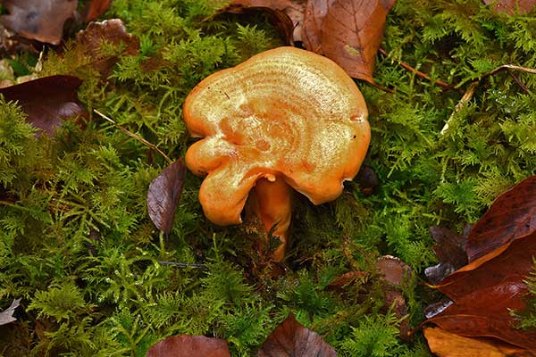 Mleczaj jodłowy, mleczaj późnojesienny (Lactarius salmonicolor)