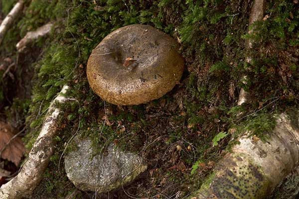 Mleczaj paskudnik (Lactarius necator)