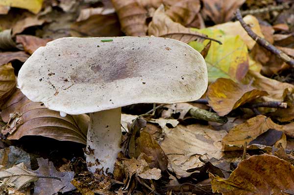 Mleczaj przebarwiony (Lactarius fluens)