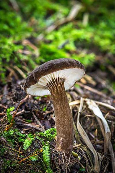 Mleczaj przydymiony (Lactarius lignyotus)