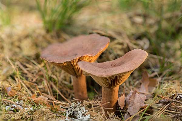 Mleczaj rudy (Lactarius rufus)