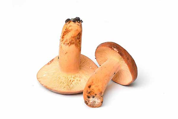 Mleczaj smaczny (Lactarius volemus)